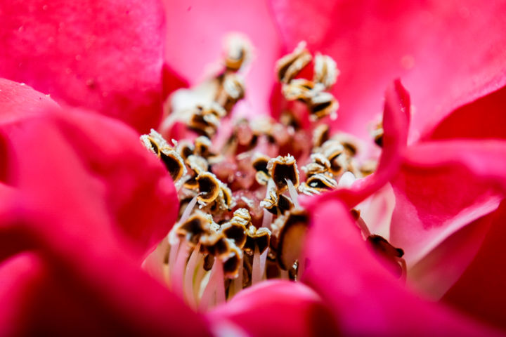Fotografia zatytułowany „Pistils de rose en…” autorstwa Wild&Pix, Oryginalna praca