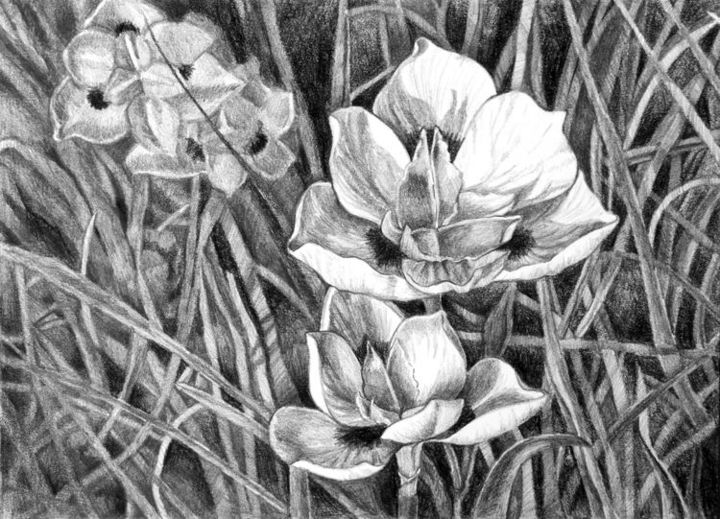 Painting titled "Dietes Bicolor (sha…" by Winters, Original Artwork