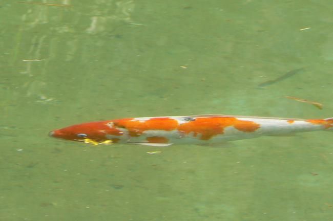 Фотография под названием "Coy fish" - Raymona Glidden, Подлинное произведение искусства