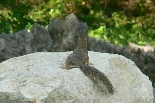 Fotografie mit dem Titel "Local wildlife" von Raymona Glidden, Original-Kunstwerk