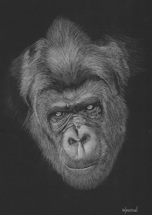 Tekening getiteld "Gorille" door Wpascal, Origineel Kunstwerk, Pastel