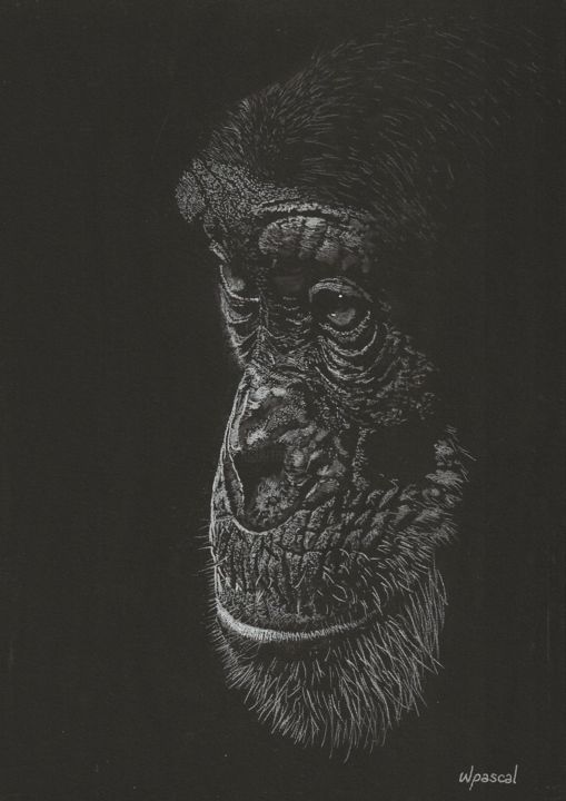 Tekening getiteld "Bonobo" door Wpascal, Origineel Kunstwerk, Pastel