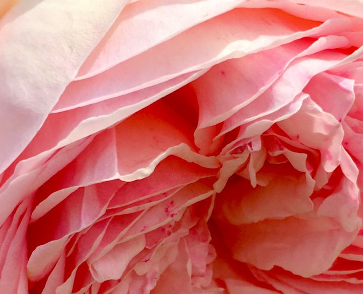 Fotografie getiteld "La rose plissée - T…" door Wolf Thiele, Origineel Kunstwerk, Digitale fotografie