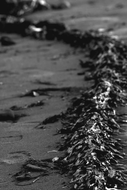 Fotografia intitulada "Seaweed Composition…" por Chase Shelby, Obras de arte originais