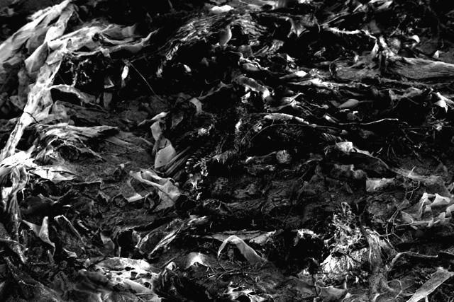 Fotografia intitulada "Seaweed Composition…" por Chase Shelby, Obras de arte originais