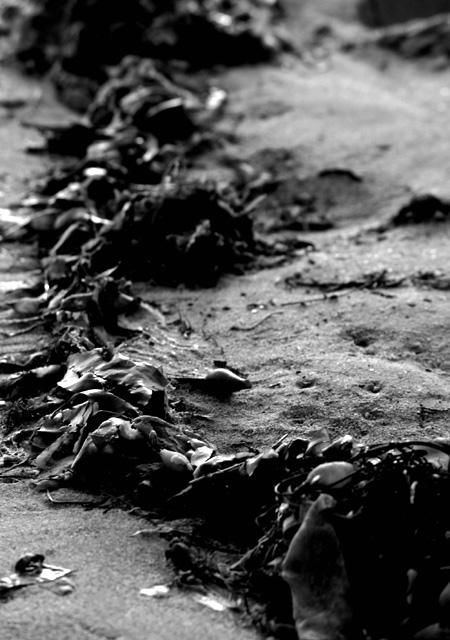 Photographie intitulée "Seaweed Composition…" par Chase Shelby, Œuvre d'art originale