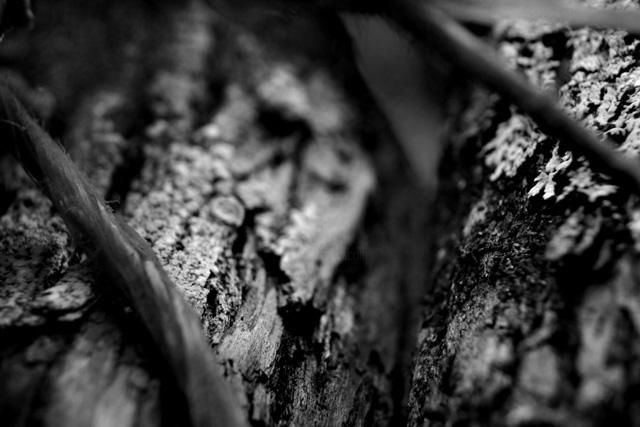 Photographie intitulée "Tree Bark and String" par Chase Shelby, Œuvre d'art originale