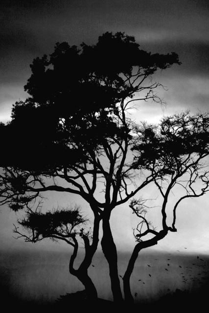 Fotografia zatytułowany „Lone Tree” autorstwa Chase Shelby, Oryginalna praca