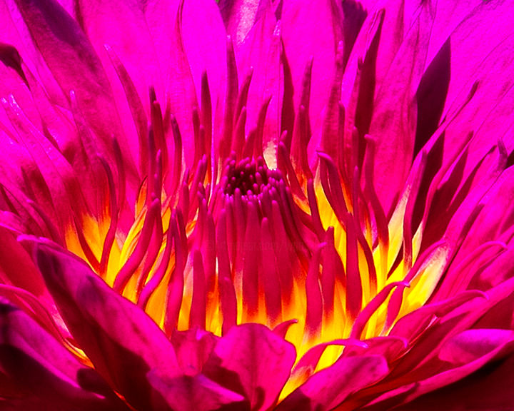 Photographie intitulée "Nymphaea In Magenta" par Patrick O'Brien, Œuvre d'art originale, Photographie numérique