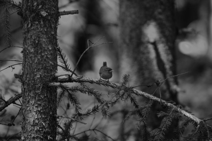 Fotografia zatytułowany „Bird 02” autorstwa Patryk Zielinski, Oryginalna praca, Fotografia cyfrowa