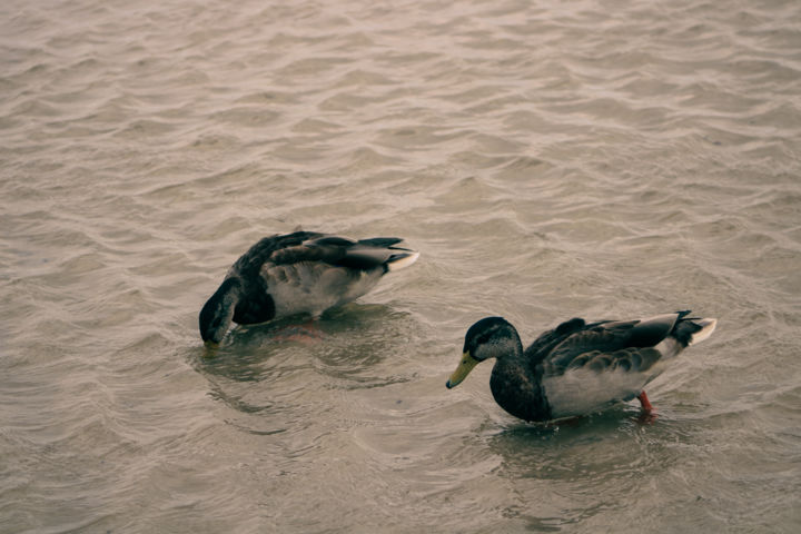 Fotografia zatytułowany „Bird 04” autorstwa Patryk Zielinski, Oryginalna praca, Fotografia cyfrowa