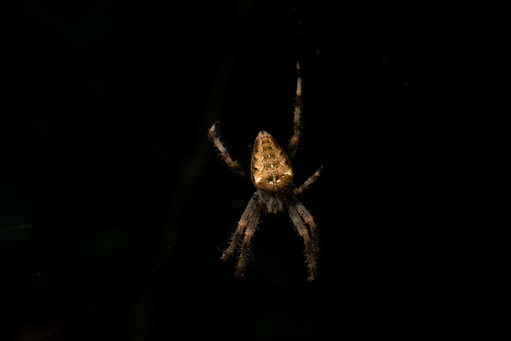Фотография под названием "spider closeup with…" - Xan Gasalla González-Redondo, Подлинное произведение искусства, Цифровая ф…