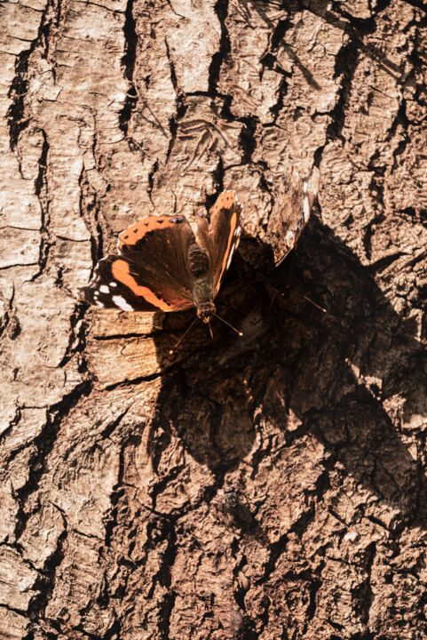 Photography titled "butterflies feeding…" by Xan Gasalla González-Redondo, Original Artwork, Digital Photography