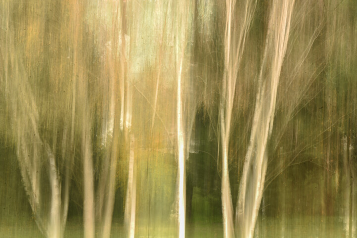 Photography titled "tree movement" by Xan Gasalla González-Redondo, Original Artwork, Digital Photography