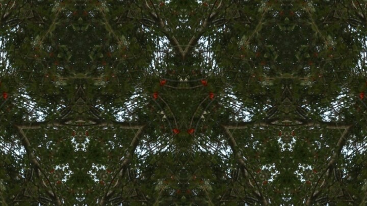 Фотография под названием "Tree Spirit-0097.jpg" - Xavier Crepin, Подлинное произведение искусства