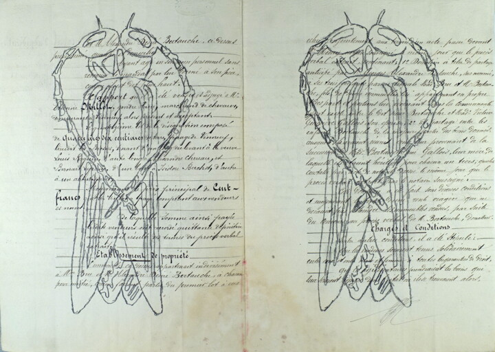 Disegno intitolato "The Beetle, twice" da Xavier Debeerst, Opera d'arte originale, Matita