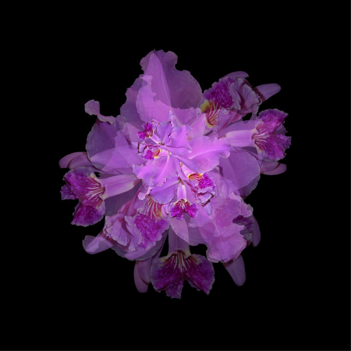 Photography titled "Orchidées" by Xtofer, Original Artwork, Digital Photography