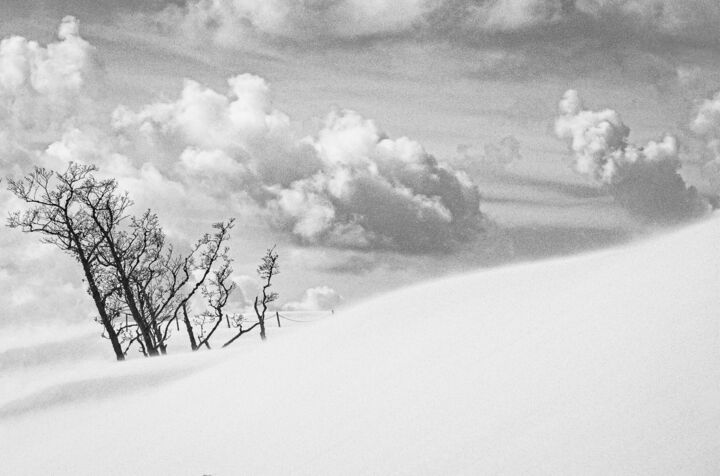 Fotografie mit dem Titel "Dunes with trees" von Mossart, Original-Kunstwerk, Digitale Fotografie