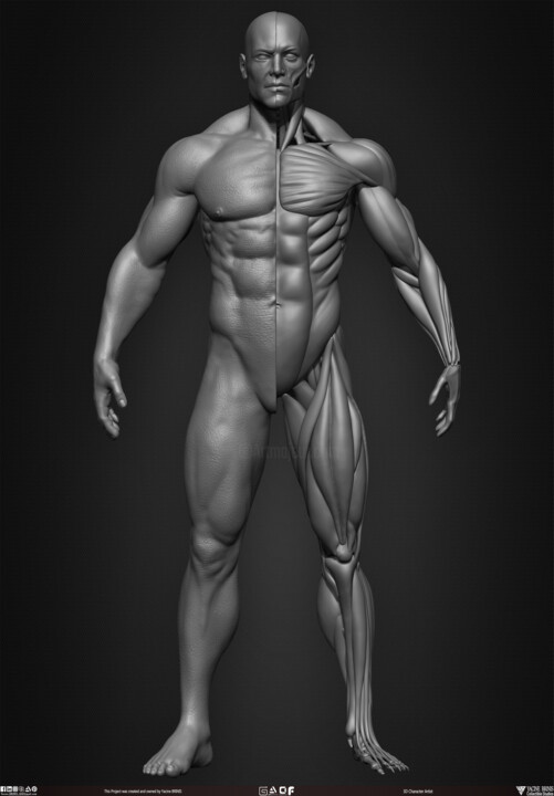Digital Arts titled "Human Muscles Male…" by Yacine Brinis, Original Artwork, 3D Modeling