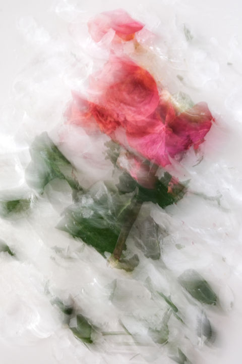 Photography titled "Rose Floral" by Yana Yushkevich, Original Art, Digital Photography