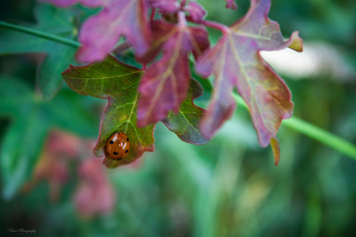 Photographie intitulée "Ladybug and leaf" par Nann Photography, Œuvre d'art originale, Photographie numérique