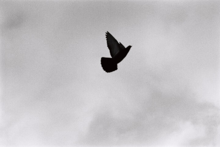 Photographie intitulée "Pigeon fly" par Yarolav Pavlov, Œuvre d'art originale, Photographie argentique