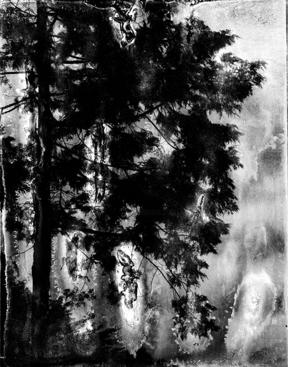 Photography titled "Spirit of Forest 02" by Yasuo Kiyonaga, Original Artwork, Analog photography Mounted on Cardboard