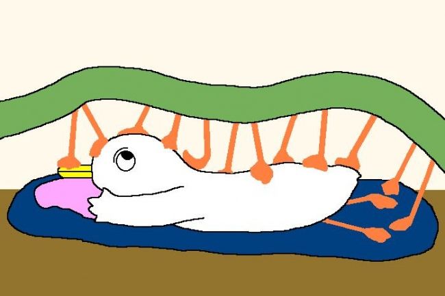 Drawing titled "Massage Worm" by Kai-Yu Sun, Original Artwork, Other