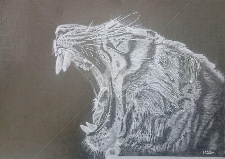 Drawing titled "Tigre" by Dessinludo, Original Artwork, Graphite