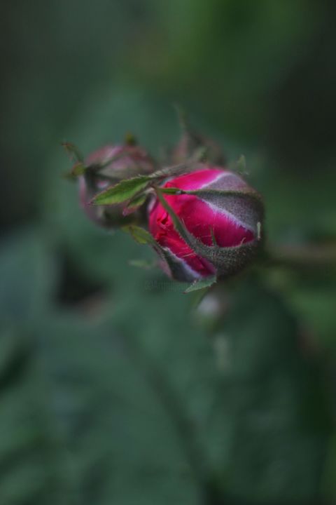 Photography titled "Rosebud" by Umanets Evgeniia, Original Artwork, Digital Photography