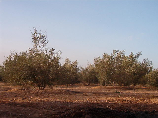 Fotografia intitolato "Olive trees" da Yara Kassem, Opera d'arte originale
