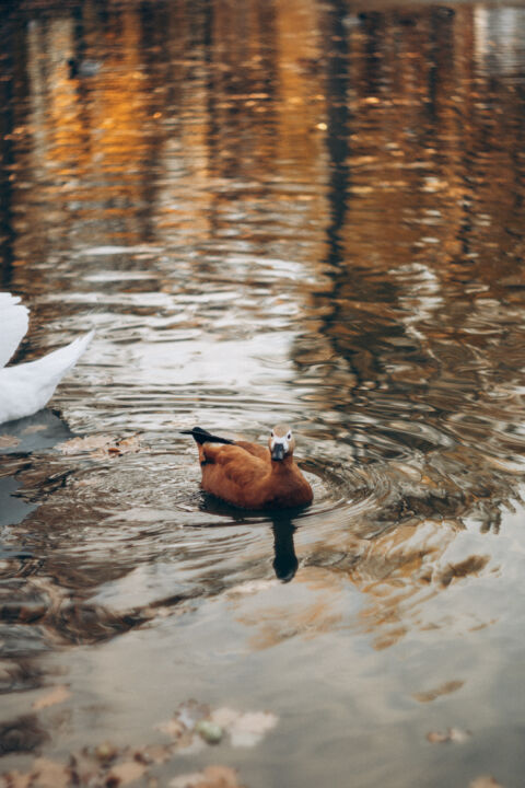 Фотография под названием "Happy ducks" - Liza Glagoleva, Подлинное произведение искусства, Цифровая фотография