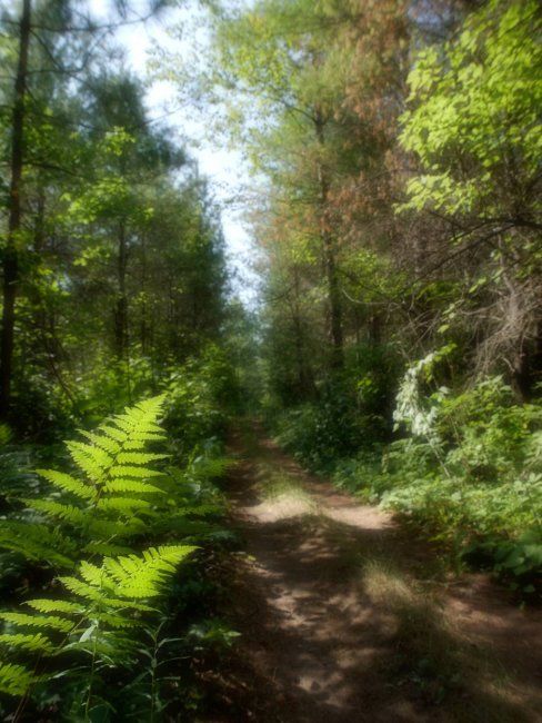 Fotografia intitolato "Le sentier enchanté" da Yves Pelletier, Opera d'arte originale