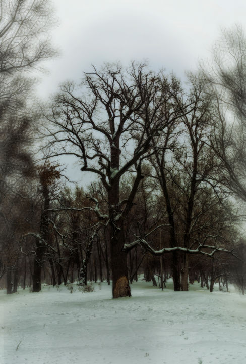 Photography titled "Oak in the floodpla…" by Iurii Byshev, Original Artwork, Digital Photography