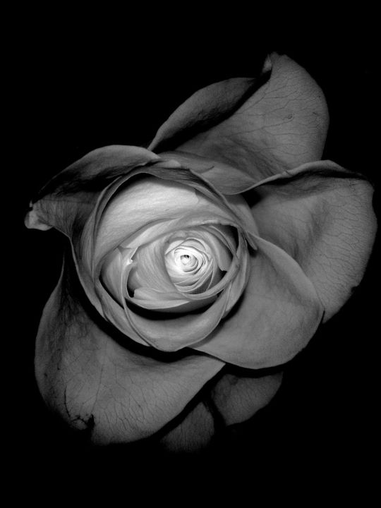 Photography titled "Rose I" by Yun Moon, Original Artwork