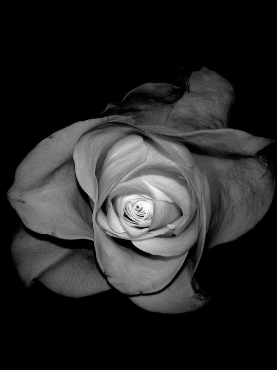 Photography titled "Rose II" by Yun Moon, Original Artwork