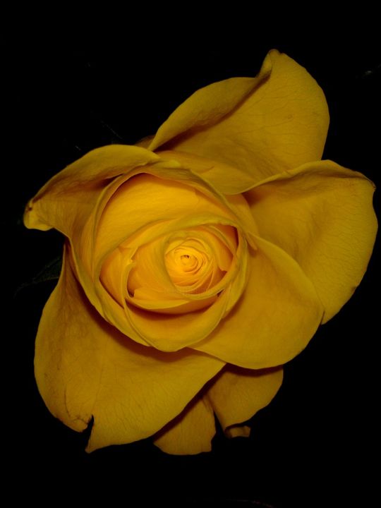 Fotografía titulada "Rose III" por Yun Moon, Obra de arte original