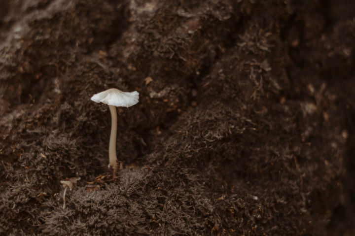 Photography titled "Mushroom in the mos…" by Irina Zyryanova, Original Artwork, Digital Photography