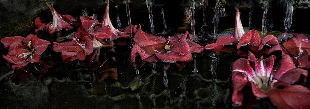 "_DSC0427.jpg" başlıklı Fotoğraf Tatiana Glinsky tarafından, Orijinal sanat