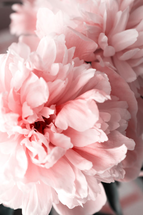 Photographie intitulée "Peonies peony pink…" par Zaliya Galina, Œuvre d'art originale, Photographie numérique