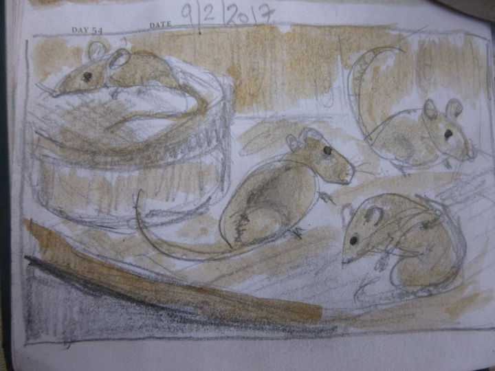 Disegno intitolato "mice.jpg" da Dominique Hoffman, Opera d'arte originale, Matita