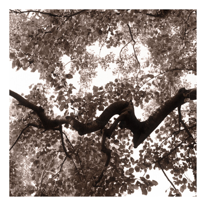 「Twisted Branch」というタイトルの写真撮影 Zheka Khalétskyによって, オリジナルのアートワーク, 操作されていない写真