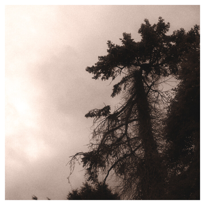 Photographie intitulée "Old Pine" par Zheka Khalétsky, Œuvre d'art originale, Photographie non manipulée