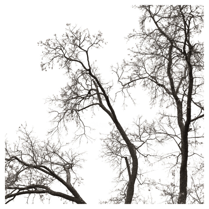"Branches" başlıklı Fotoğraf Zheka Khalétsky tarafından, Orijinal sanat, Fotoşopsuz fotoğraf