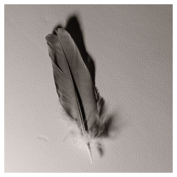Photography titled "Columba Feather" by Zheka Khalétsky, Original Artwork, Non Manipulated Photography