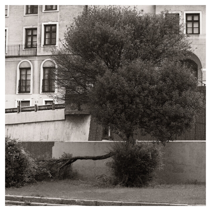Photography titled "Street Willow" by Zheka Khalétsky, Original Artwork, Non Manipulated Photography