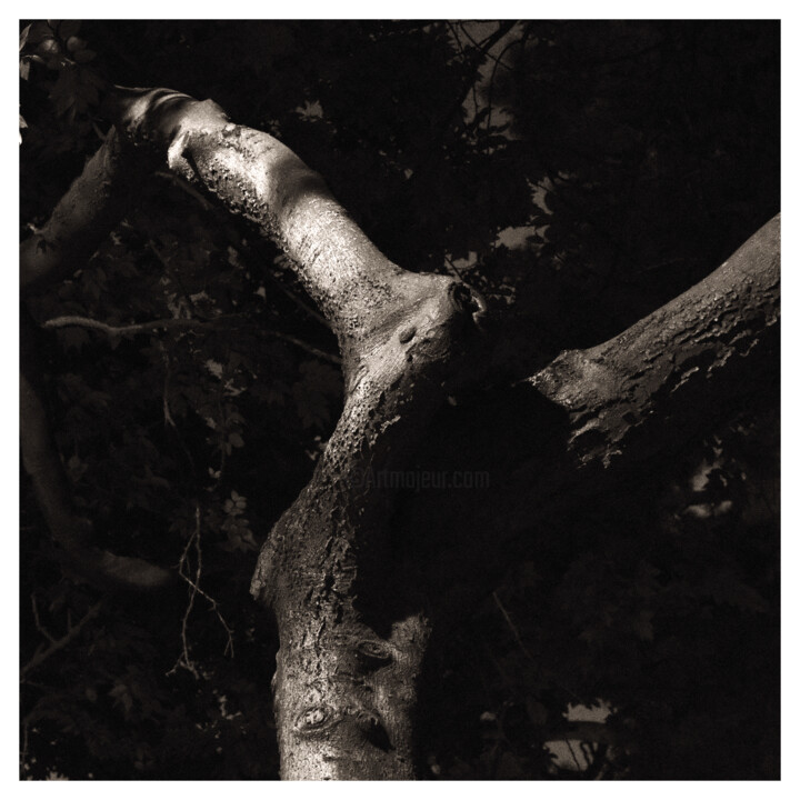 Fotografie getiteld "Twisted Tree" door Zheka Khalétsky, Origineel Kunstwerk, Niet gemanipuleerde fotografie