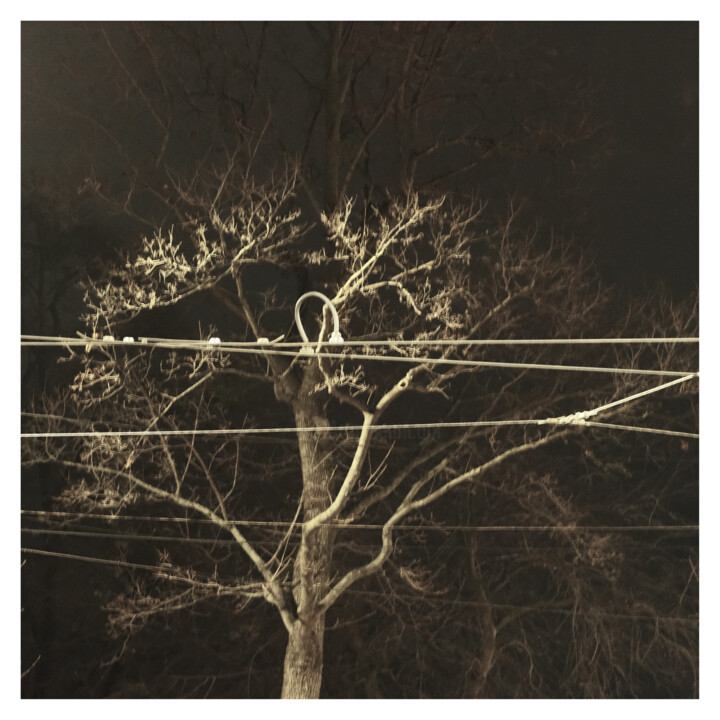 Photography titled "Tree (2.II.2024)" by Zheka Khalétsky, Original Artwork, Non Manipulated Photography