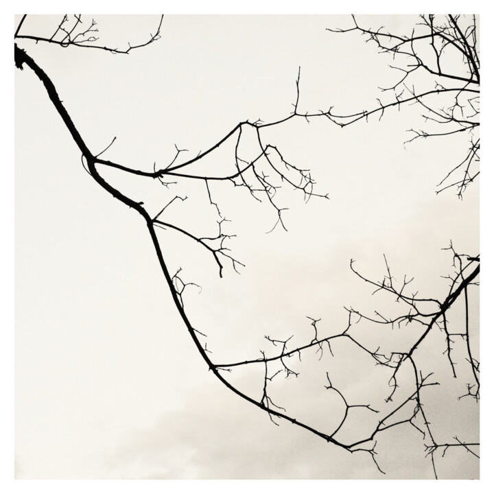 Photographie intitulée "branches (15.V.2024)" par Zheka Khalétsky, Œuvre d'art originale, Photographie non manipulée
