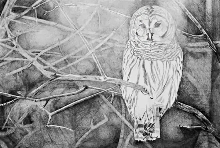 Malarstwo zatytułowany „Owl painting” autorstwa Zieh Mazinani, Oryginalna praca, Ołówek